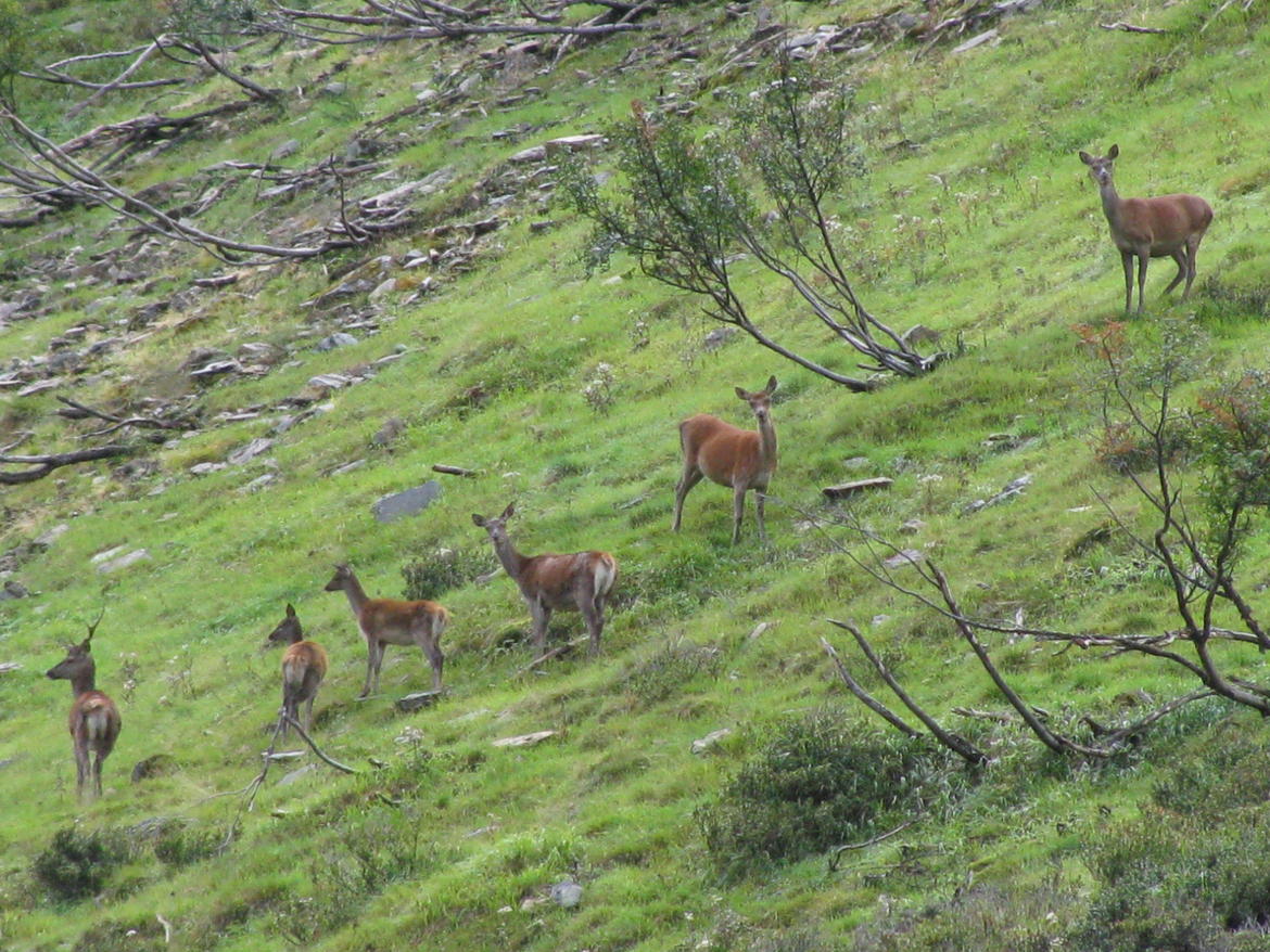 Approvato il Piano di controllo del cervo nel Parco dello Stelvio 2022-2026