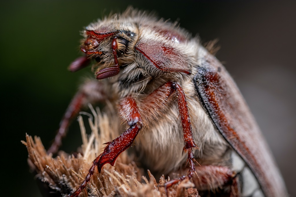 A Dermulo: le zÃ³rle (11)