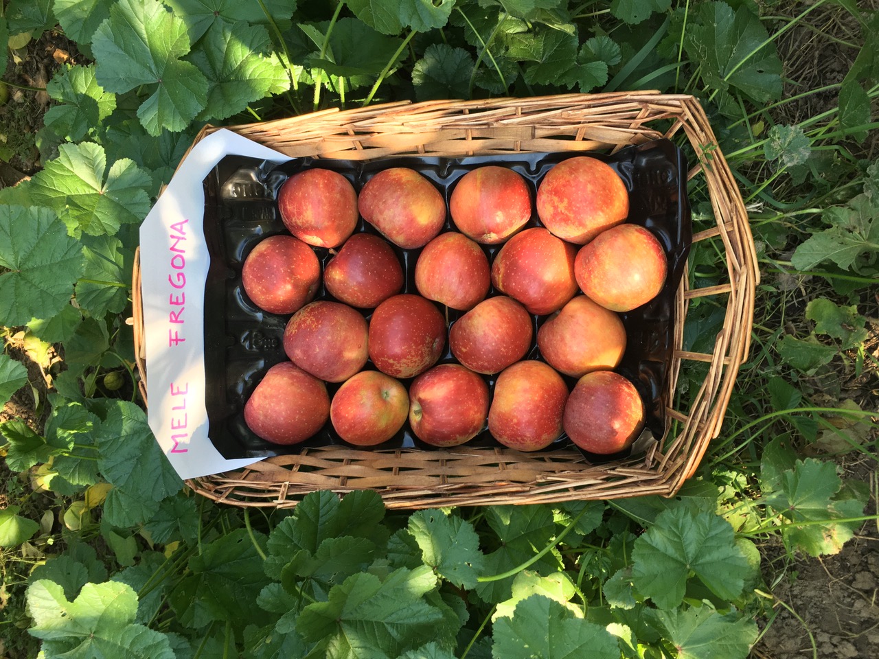 Qual &egrave; la mela pi&ugrave; antica