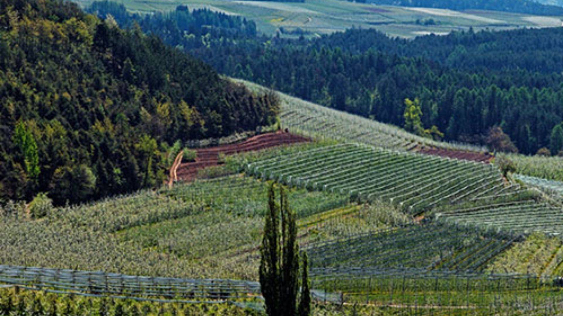 Valli del Noce, l'agricoltura tra moria del melo, scopazzi e clima
