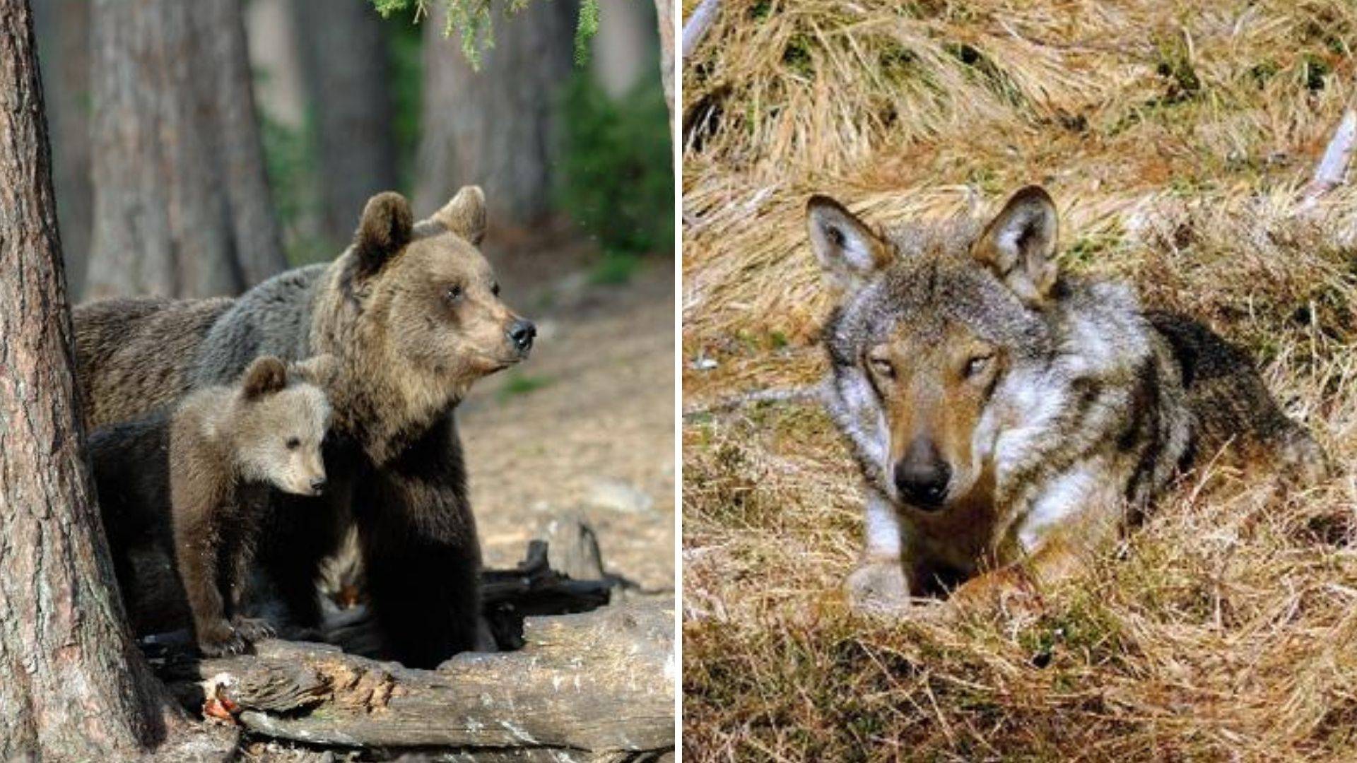 Orso e lupo, la convivenza &egrave; possibile?