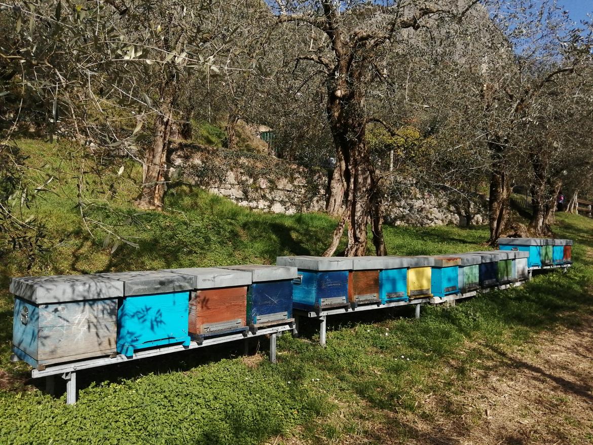 Apicoltura, contributi per 350.000 euro