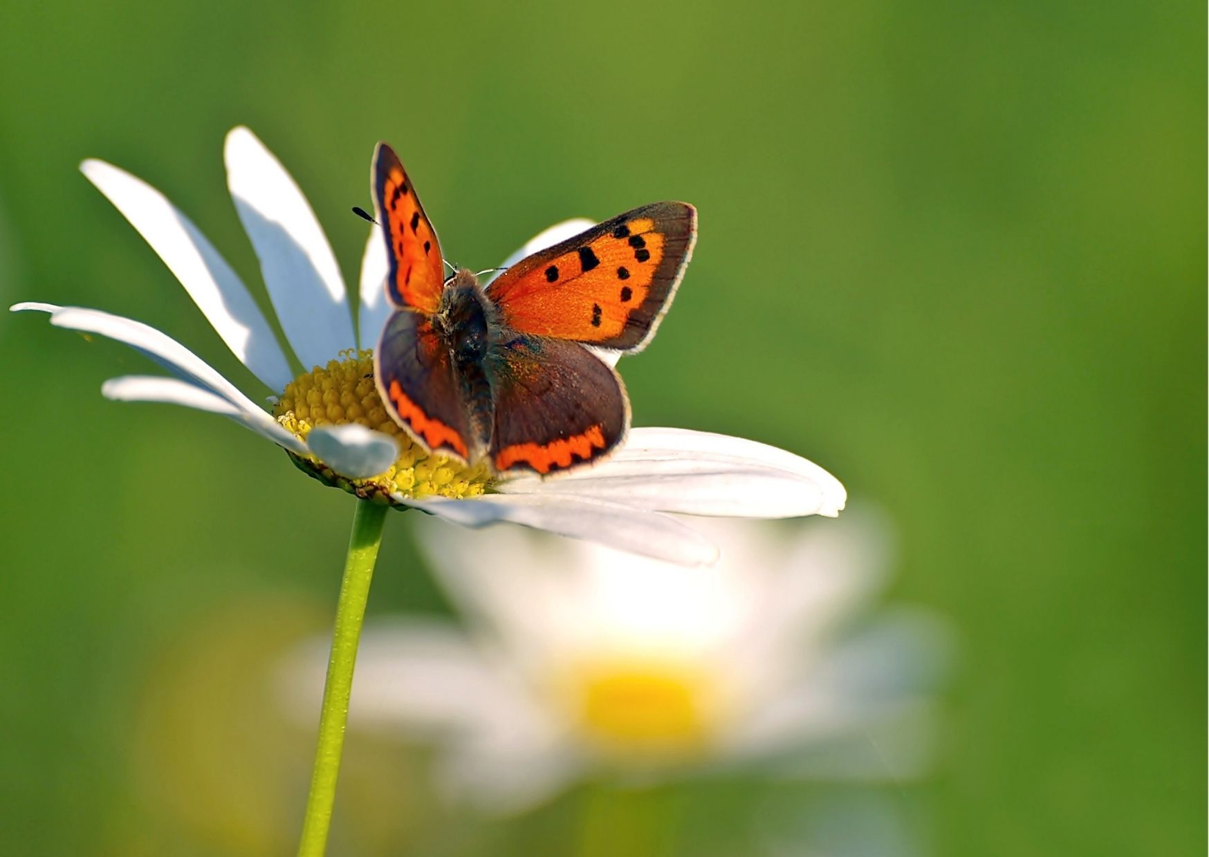 Un corso per riconoscere le farfalle