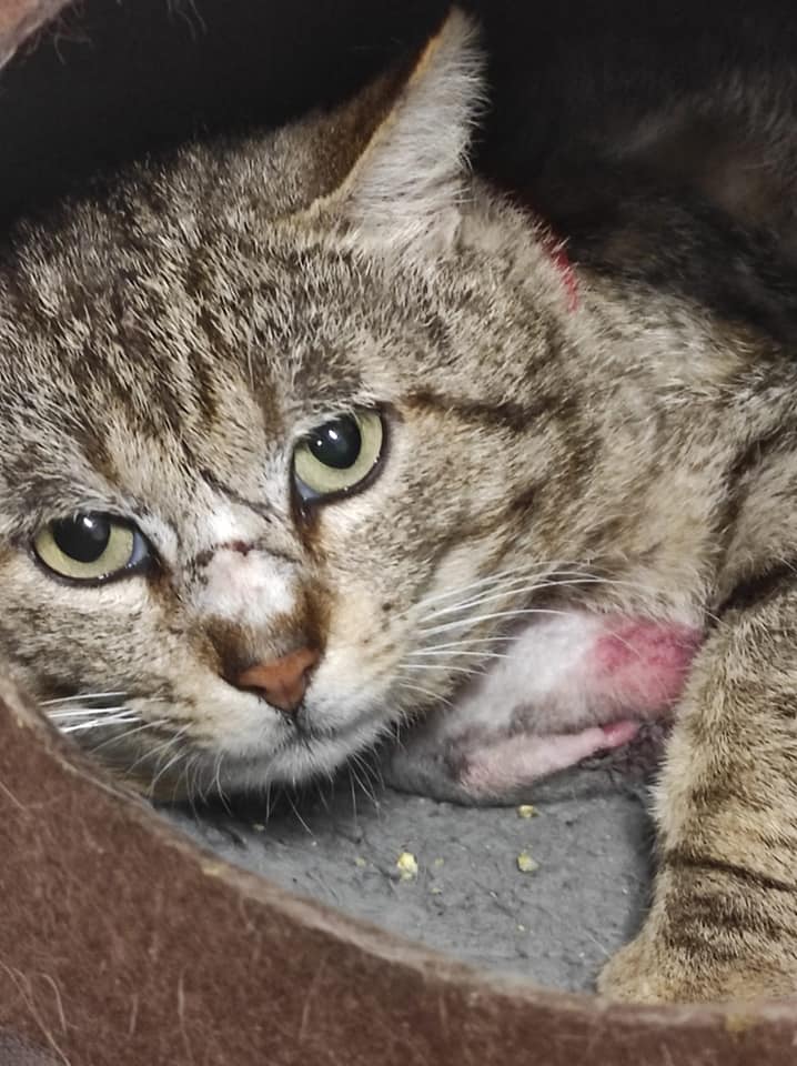 Gatto mutilato dalla tagliola