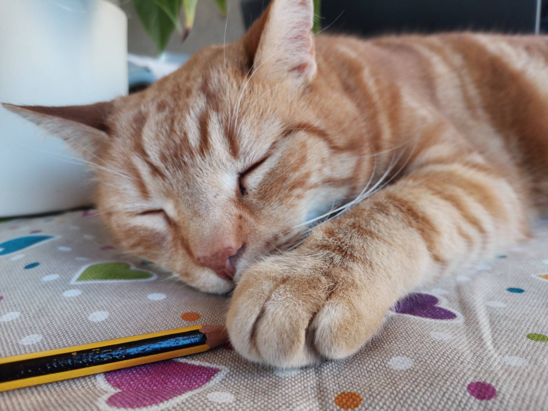 Oggi &egrave; la festa nazionale del gatto