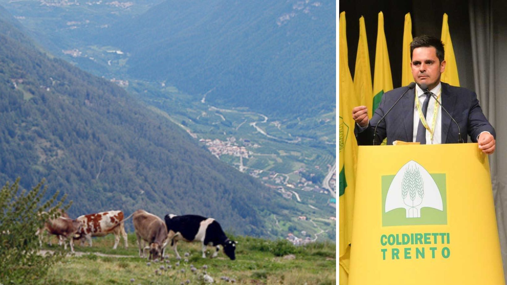 Coldiretti: "Caro bollette, una stalla su 10 &egrave; a rischio chiusura"