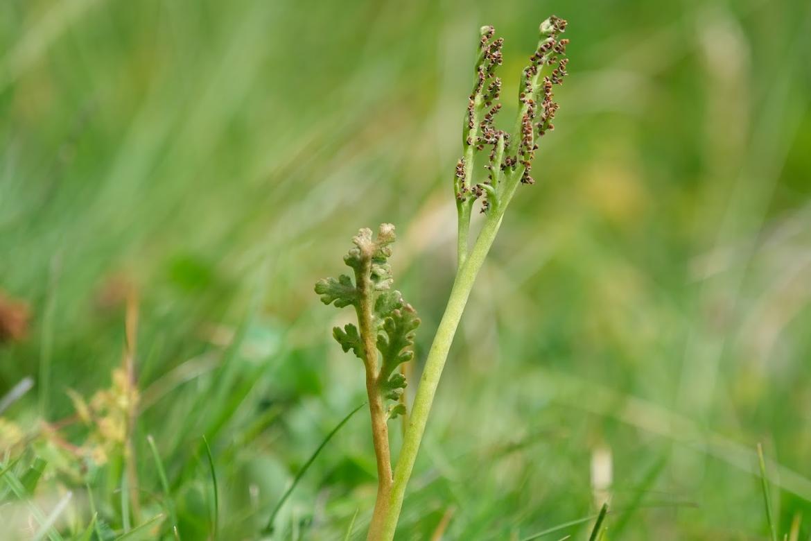 Parco Nazionale dello Stelvio, una scoperta straordinaria