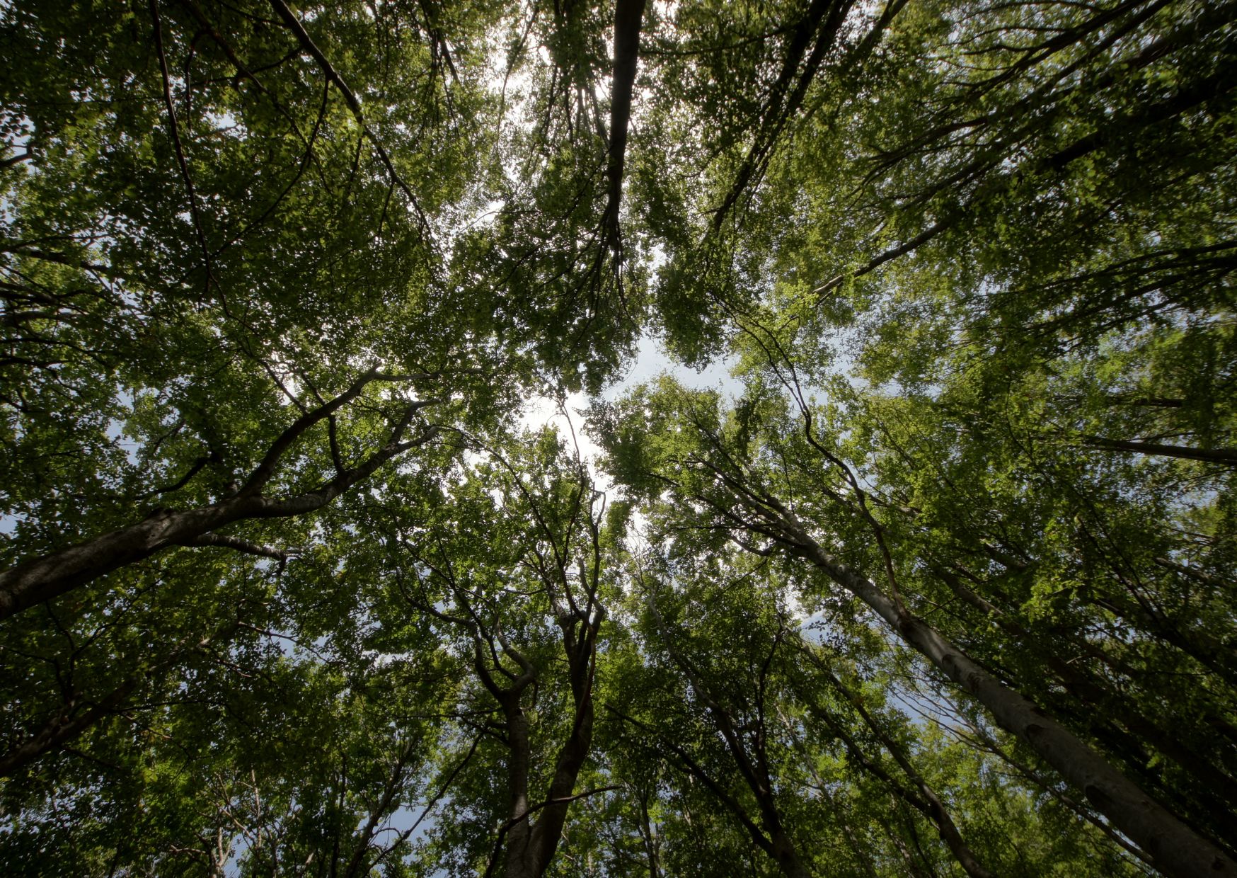 L"orso rovina (forse) la festa"¦ degli alberi