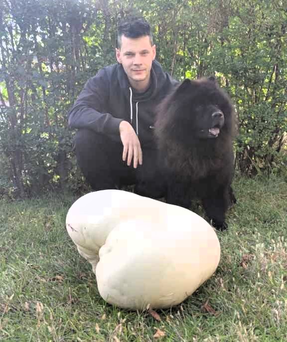 Spuntano vesce giganti