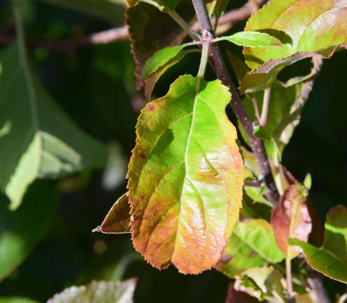 26^ Giornata frutticola: scopazzi del melo, punto su evoluzione, monitoraggi e ricerca