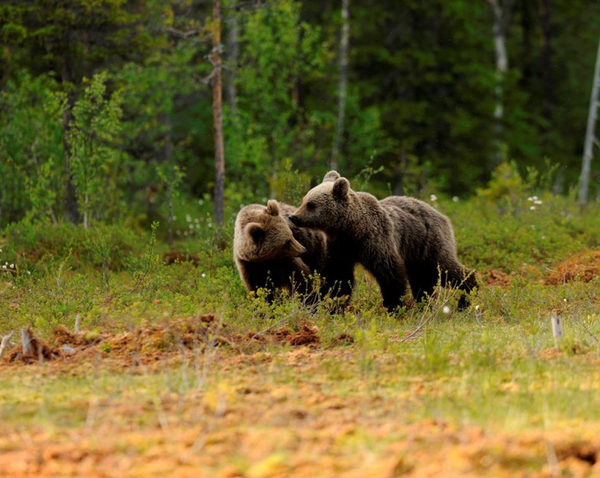 Otto serate per per conoscere l'orso bruno
