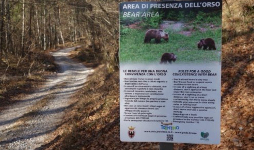Carcassa d'orso trovata sul Peller