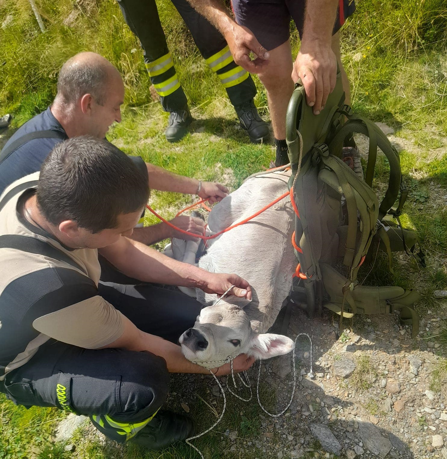 Peio, al salvataggio del vitellino