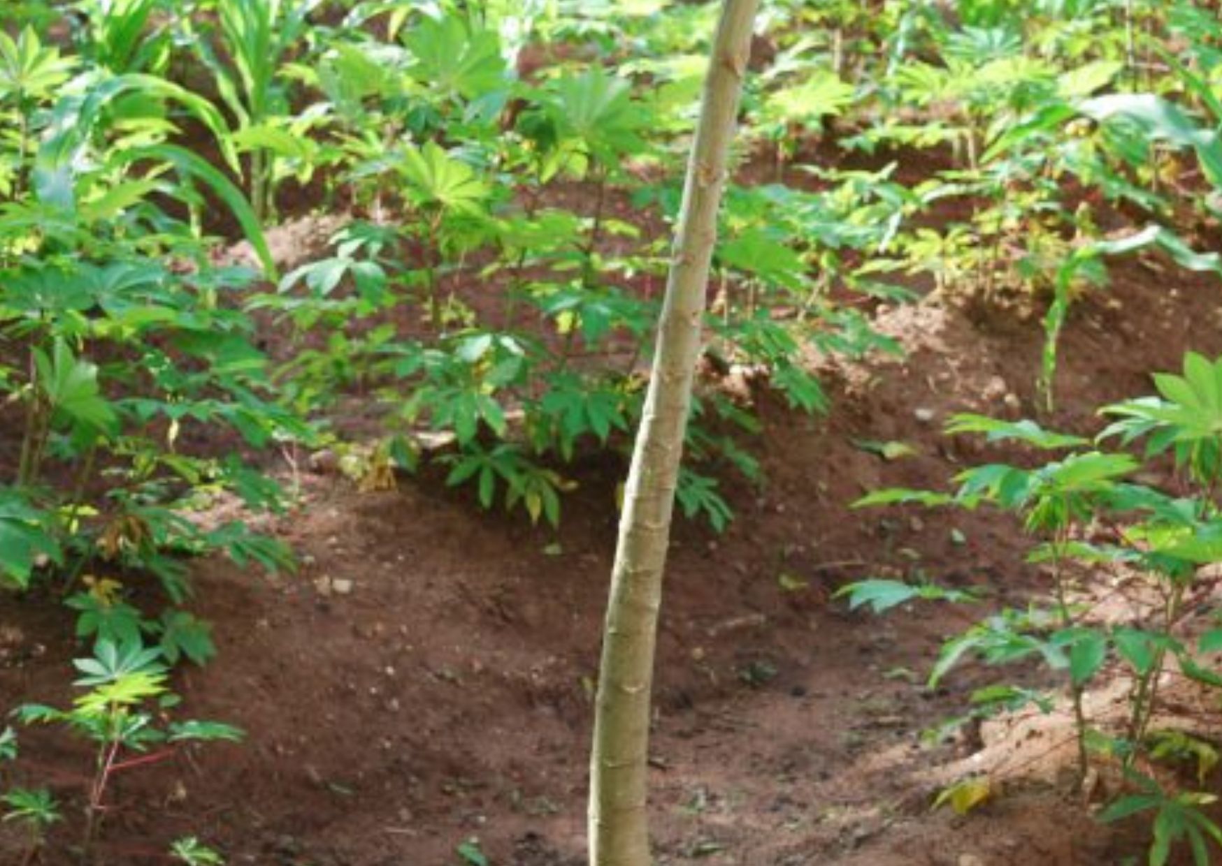 Coldiretti e mondo del volontariato uniti nella solidariet&agrave; 