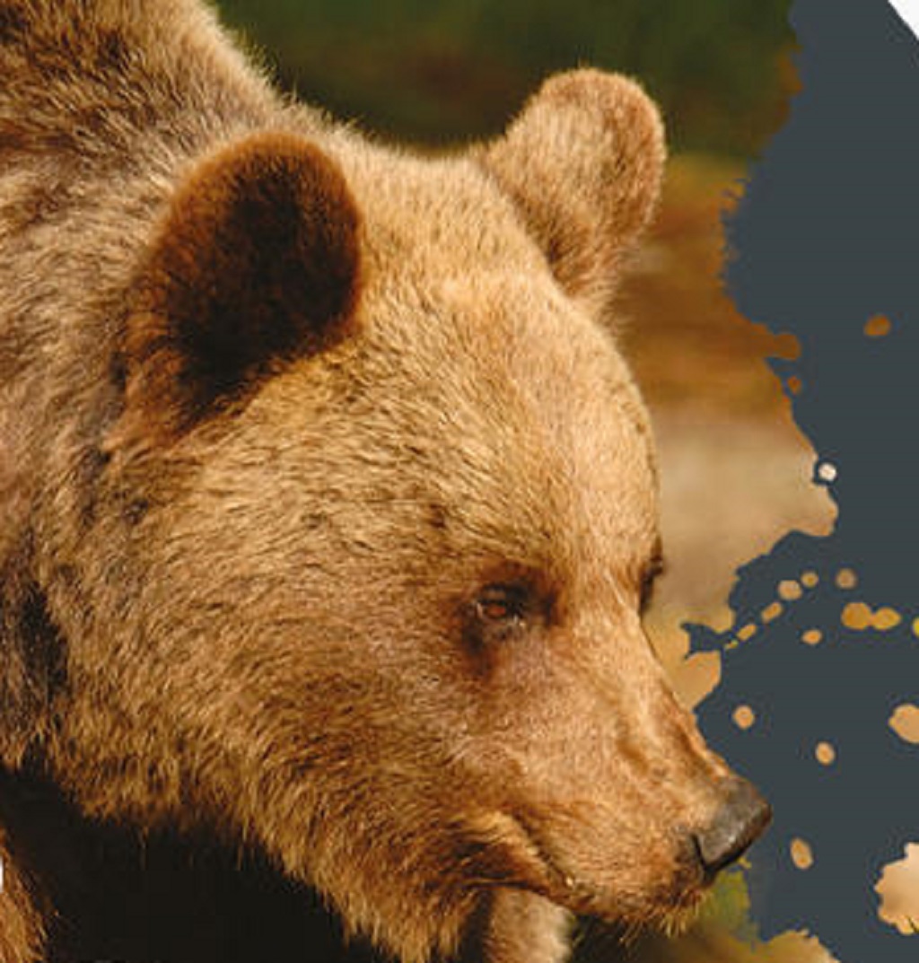 Rabbi, morsi e graffi dall'orso