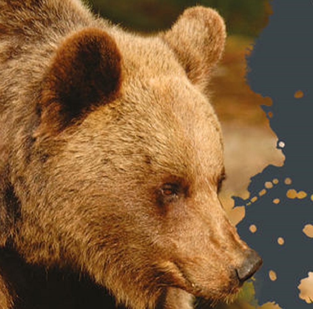 Orsa JJ4 catturata: Enpa, Leidaa e Oipa diffidano la Provincia