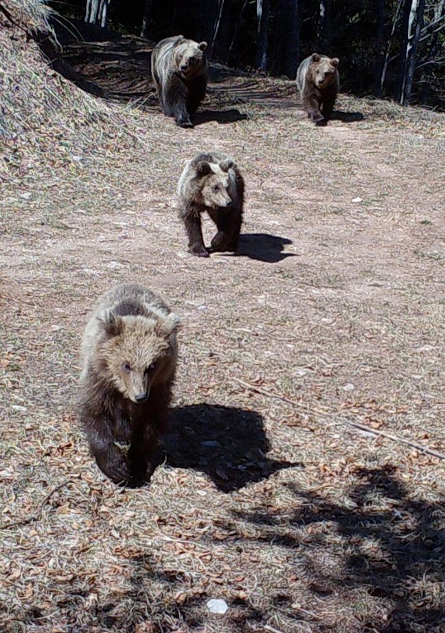Orsa JJ4, la Provincia porta avanti l'iter per l'abbattimento