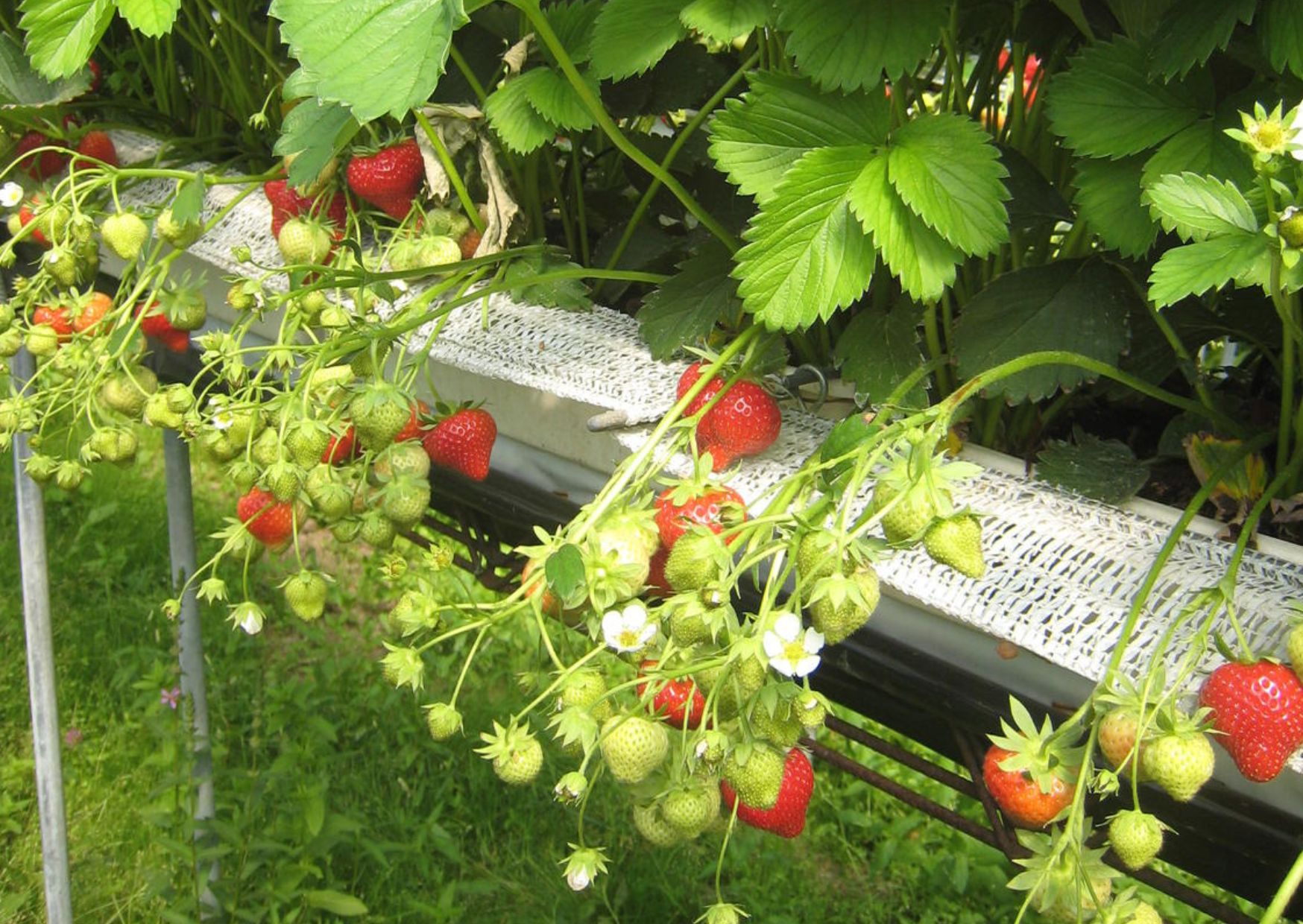 Piccoli frutti, il punto della situazione nella 9^ Giornata tecnica