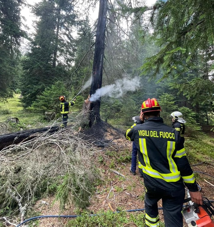 Malga Dimaro, fiamme nel bosco