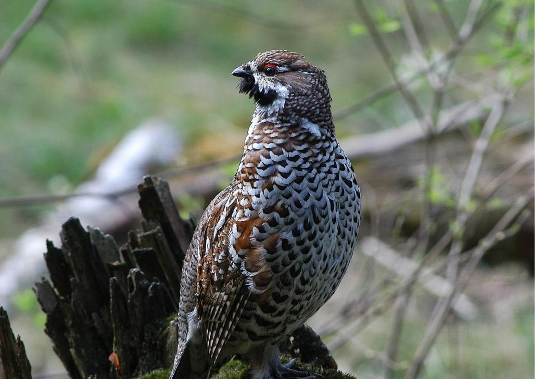 Piano faunistico, parte la fase di raccolta di pareri e osservazioni