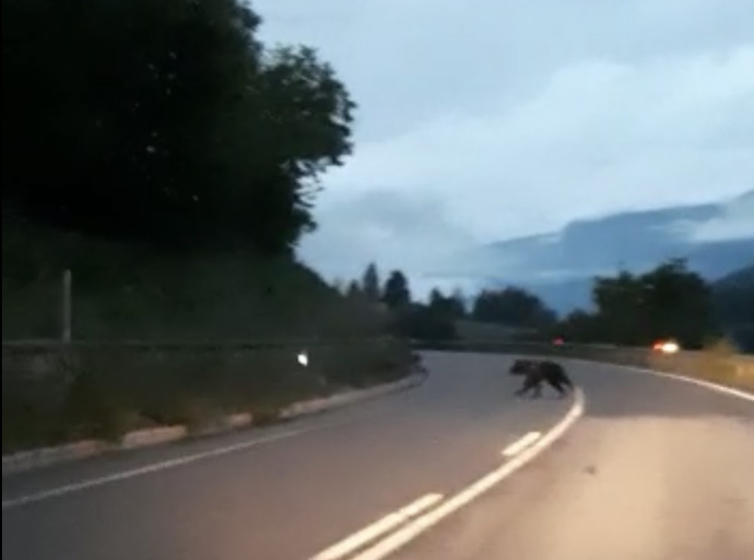 L'orso avvistato a Pellizzano