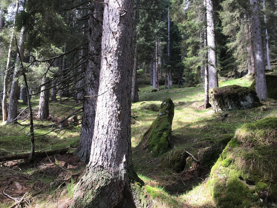 Spray anti-orso: al via l"assegnazione al Corpo forestale