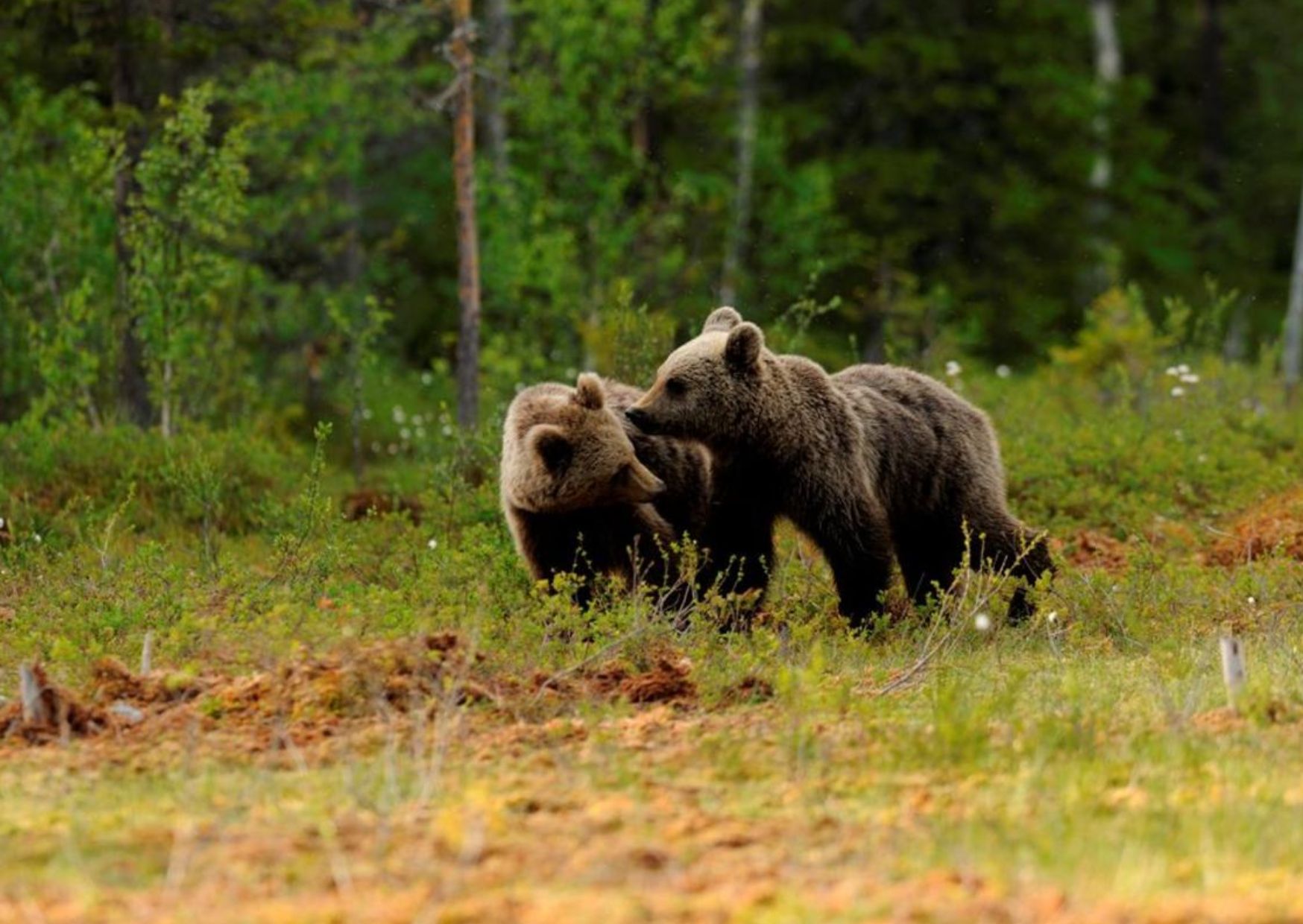 Oipa: "Fugatti vuole riconquistare gli amici della fauna alla vigilia delle elezioni?"