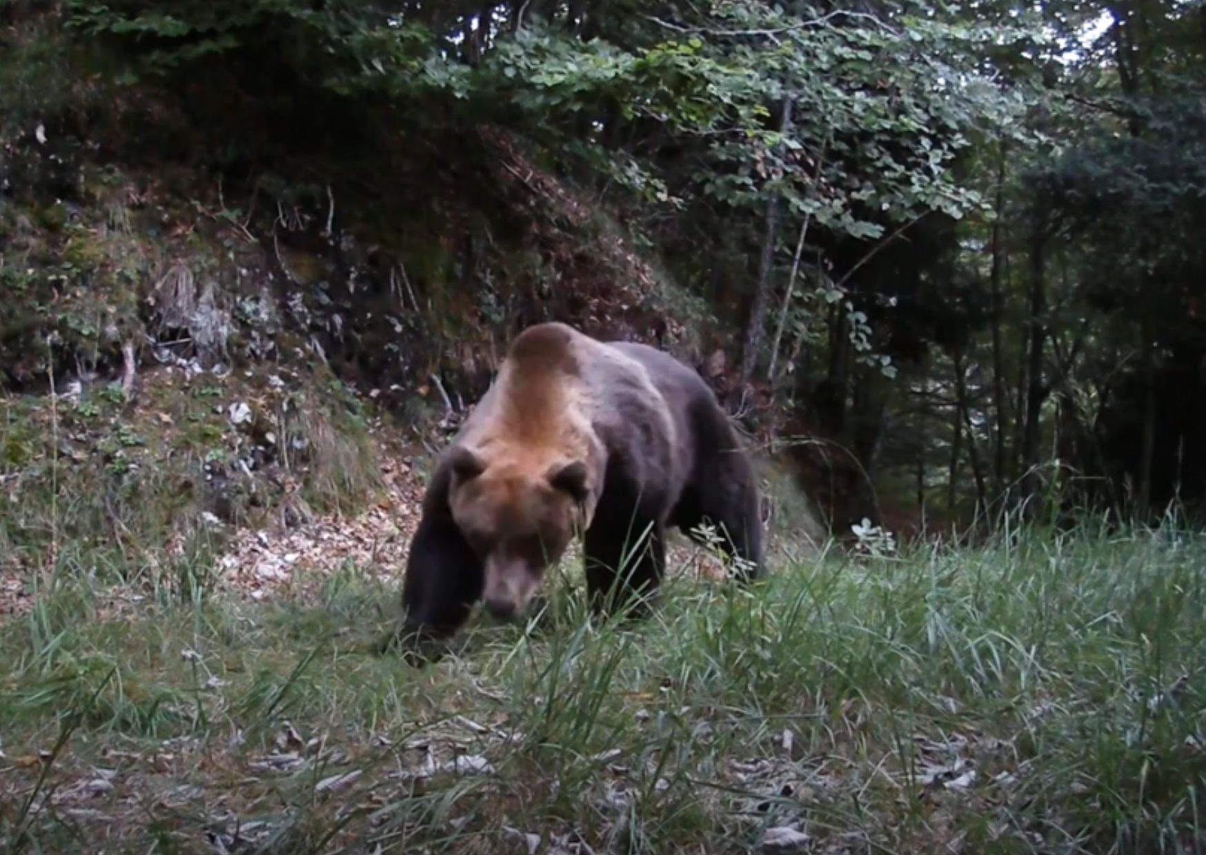 Uomo aggredito in Val di Rabbi, Aidaa presenta l"esposto