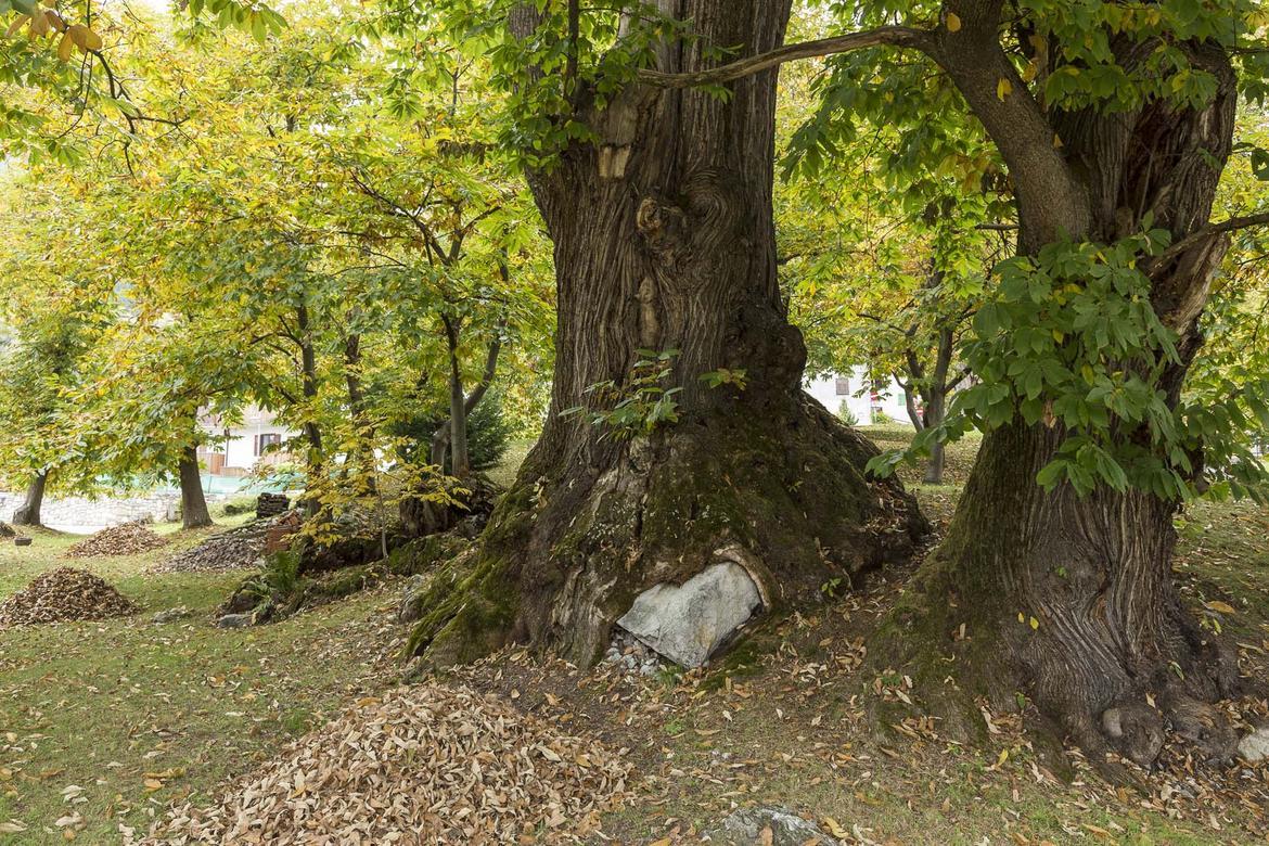 Recupero dei castagneti storici, in arrivo i fondi dalla Provincia