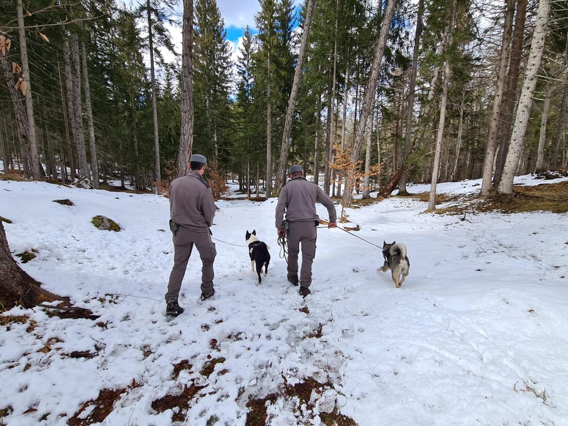 Orso, unit&agrave;  cinofile in azione a monte dell"abitato di Cunevo