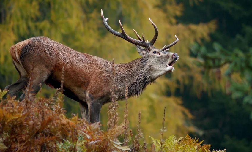 La stagione degli amori nel Parco dello Stelvio