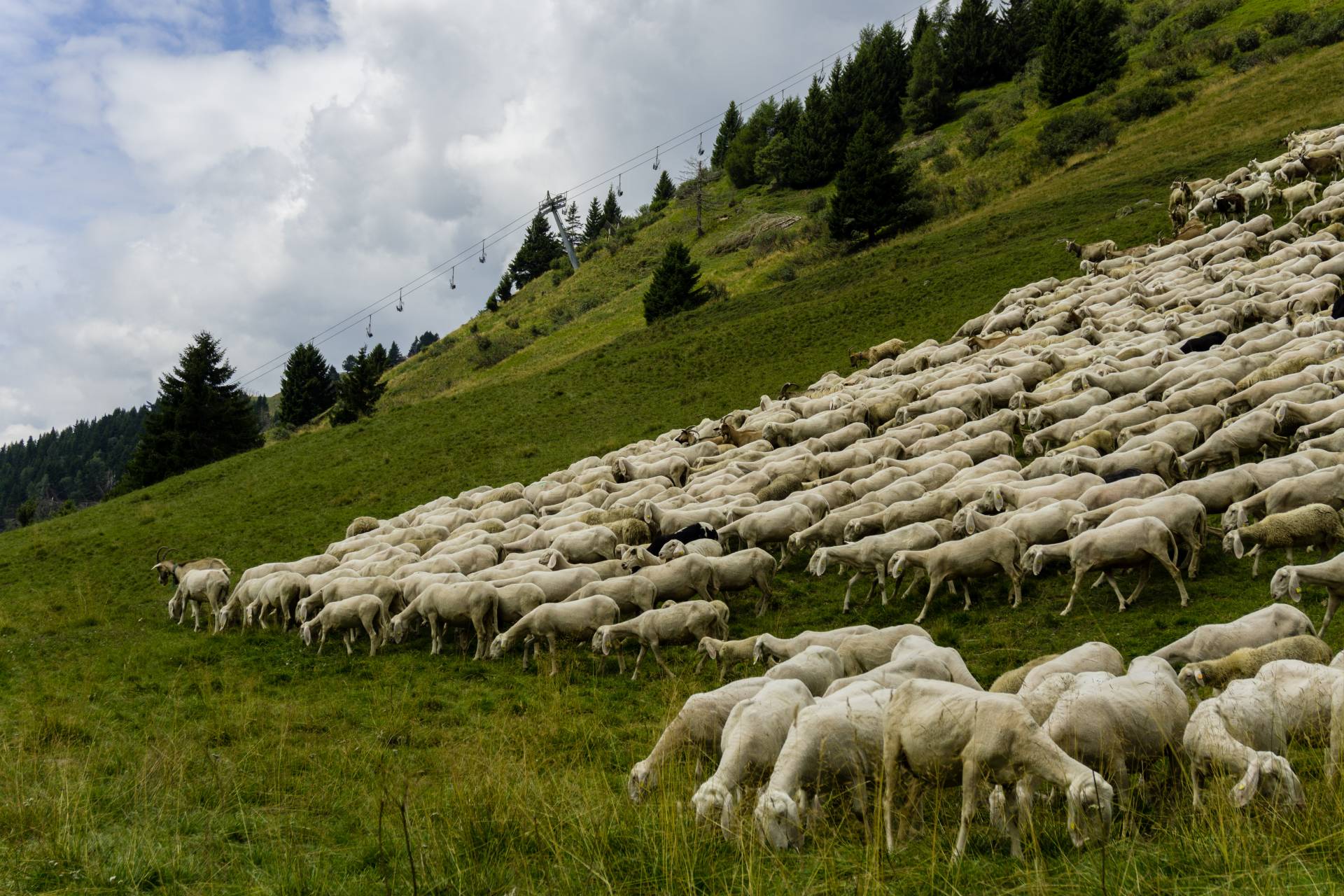 Pascoli, contrasto alle speculazioni: in 3 anni 'recuperati' 730mila euro