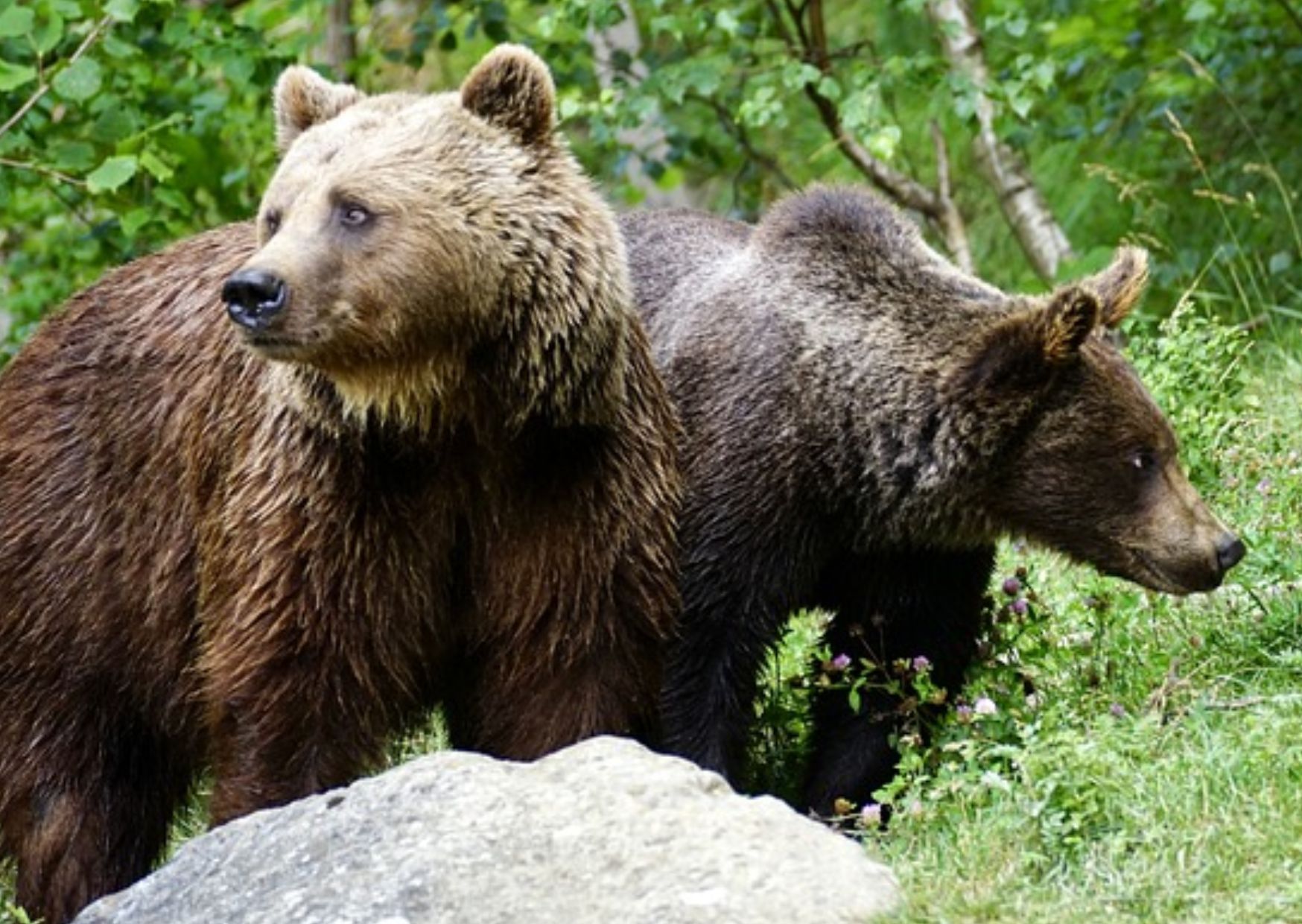 Orso, bandiera nera di Legambiente al Trentino