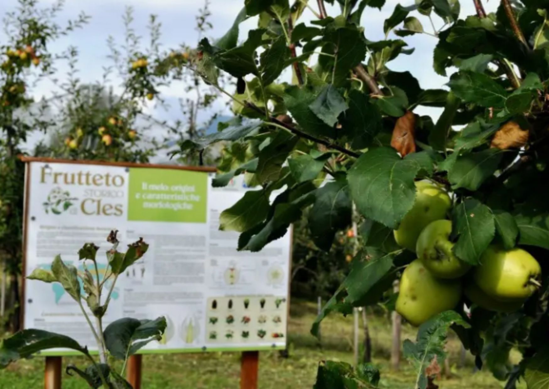 Il 20 maggio torna la Giornata della biodiversit&agrave;  di interesse agrario e alimentare
