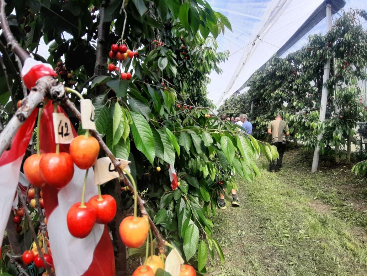 Un incontro tecnico sul ciliegio