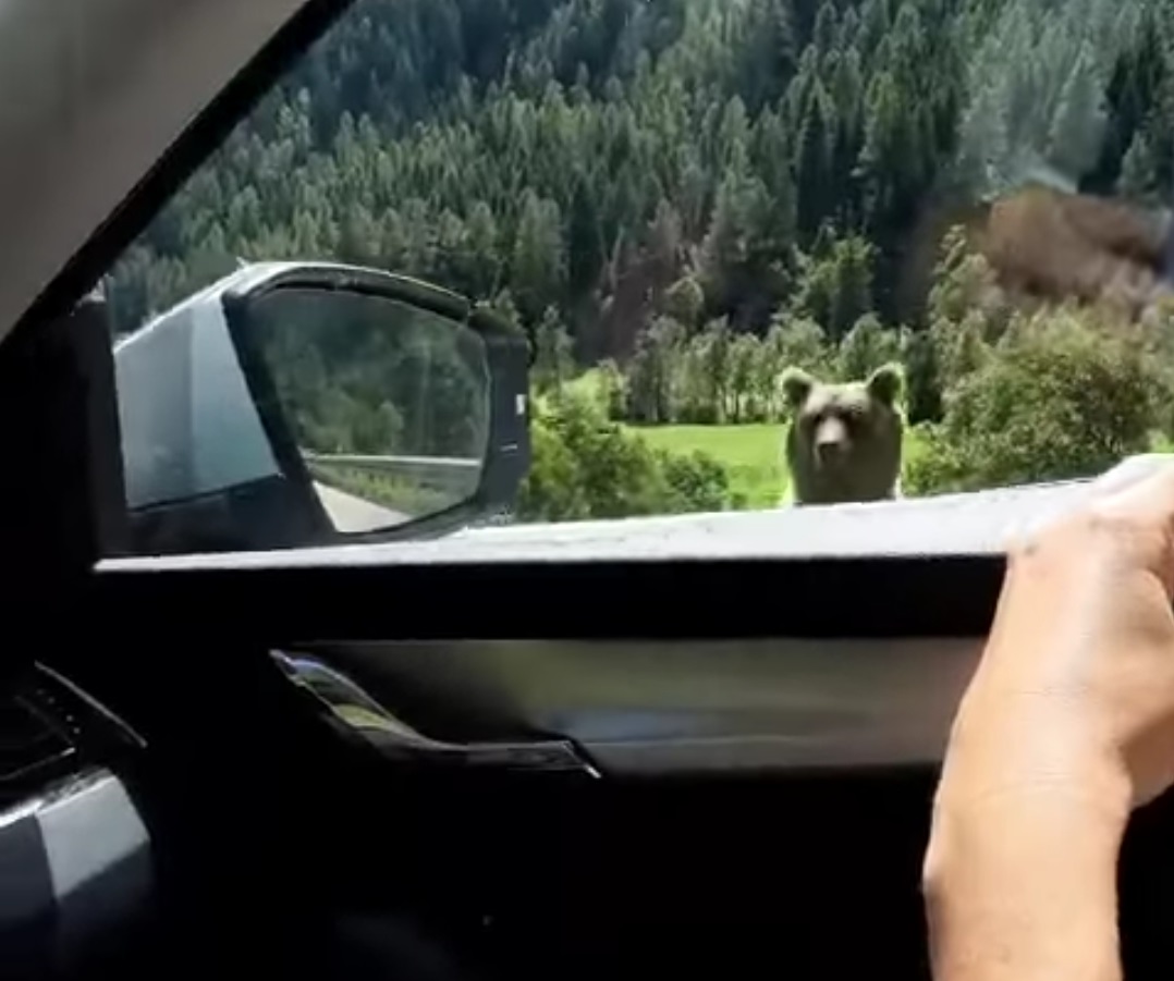 Orsetto a spasso in Val di Peio