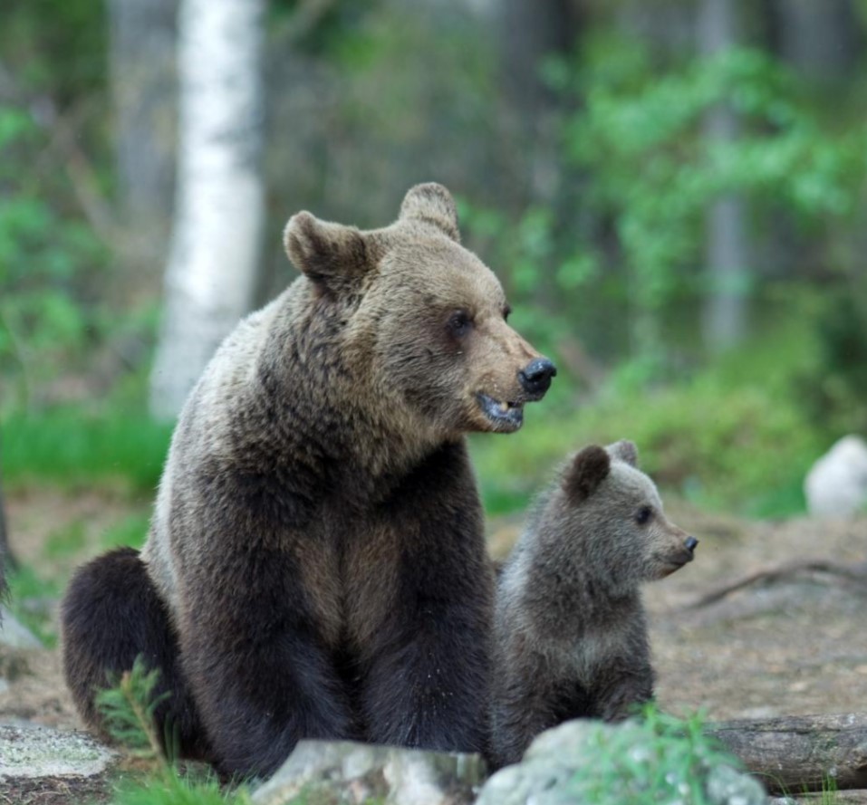 Orsi, stimate 14 cucciolate nel 2022