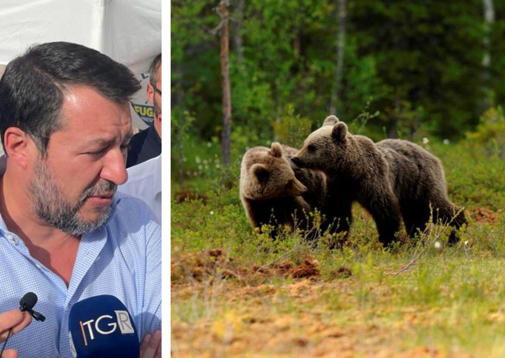 Matteo Salvini: "Sull"orso siano i Trentini a decidere"