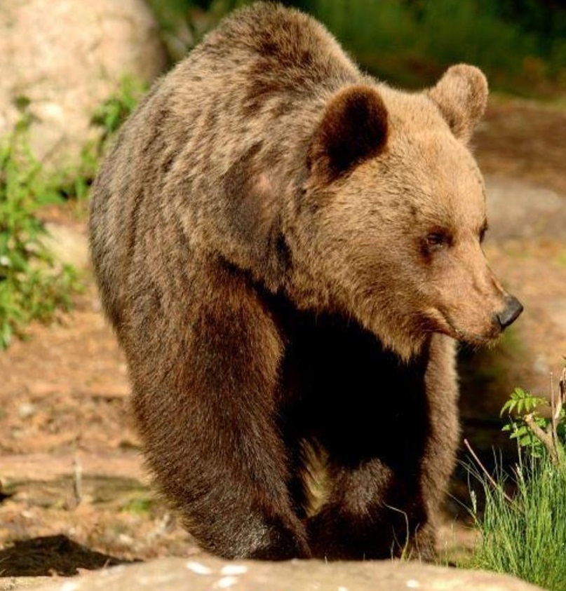 Rinvenuta la carcassa di un orso: &egrave; M62