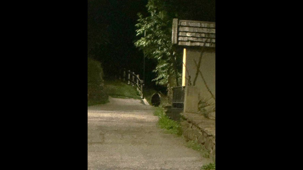 Termenago, un cucciolo d"orso a passeggio