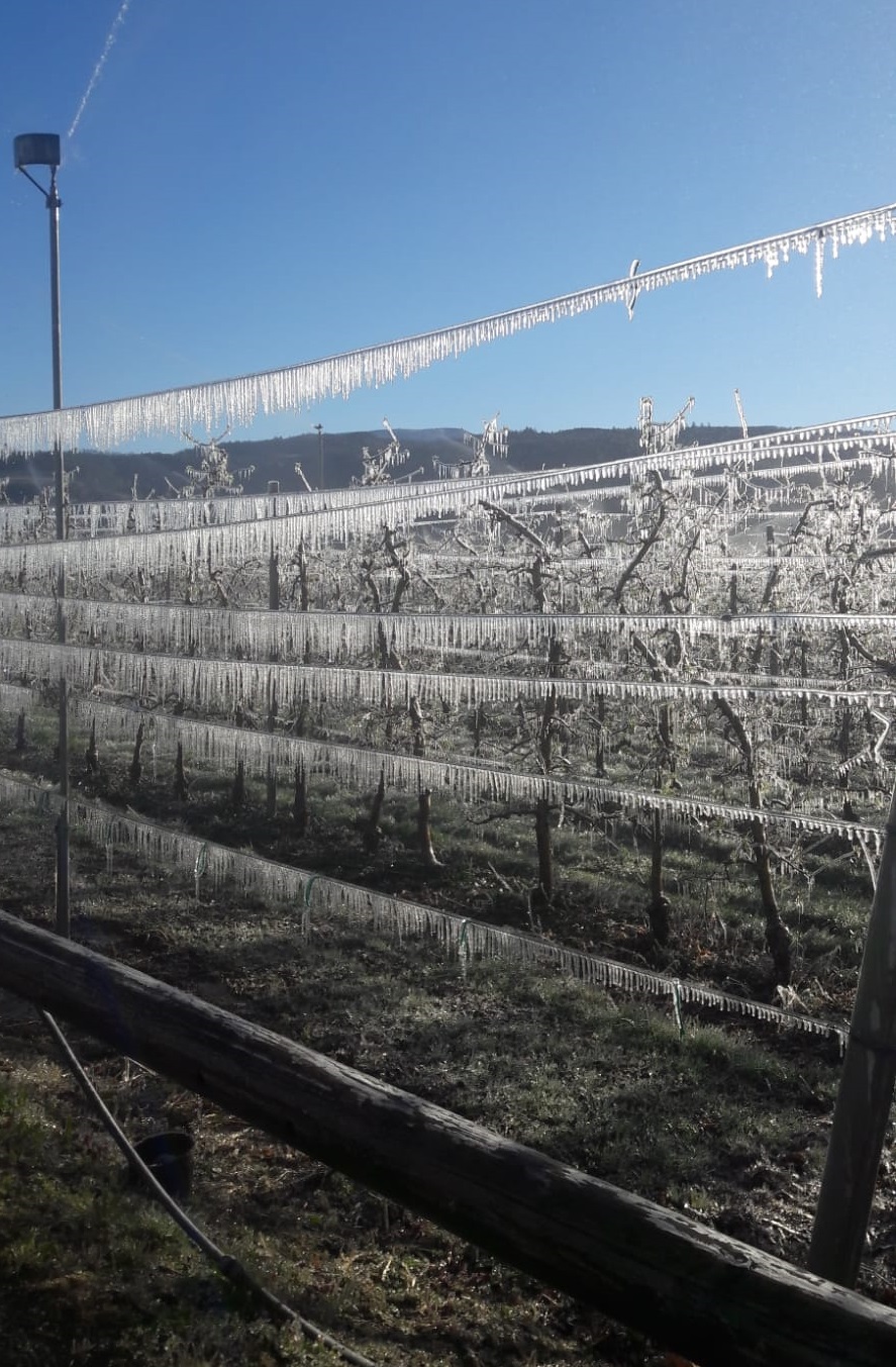 Freddo marzolino, rischio gelata