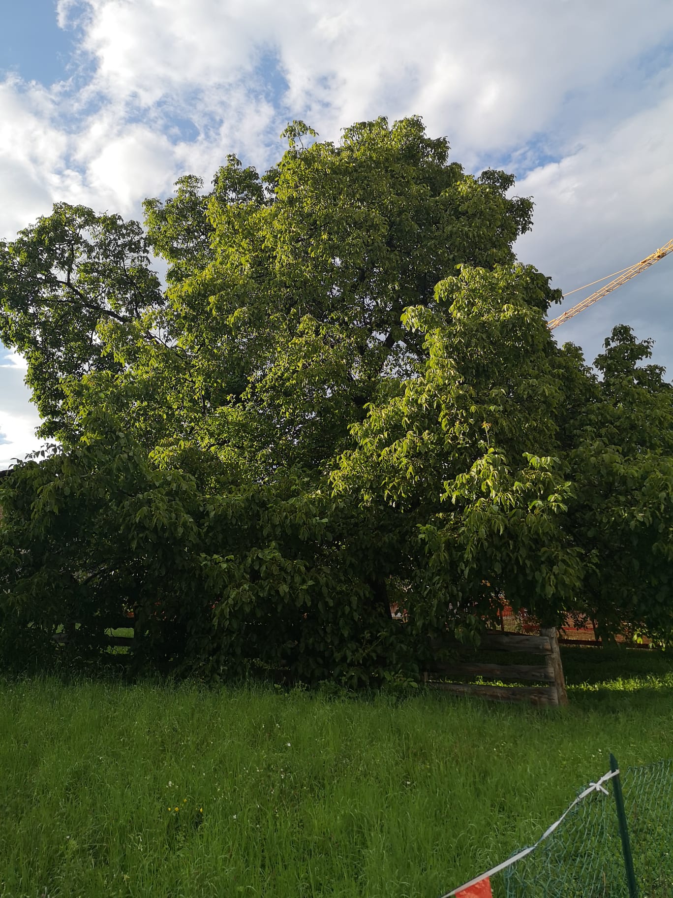 Cles, una mozione per il noce centenario