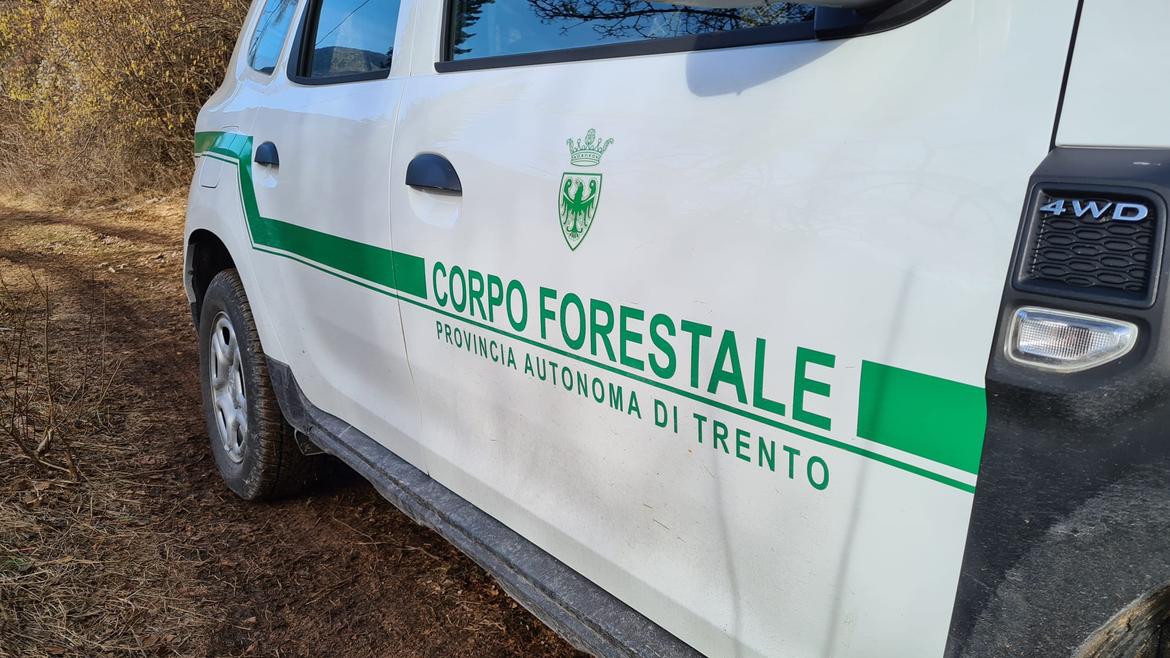 Dimaro, l"orso confidente radiocollarato &egrave; un maschio mai identificato prima