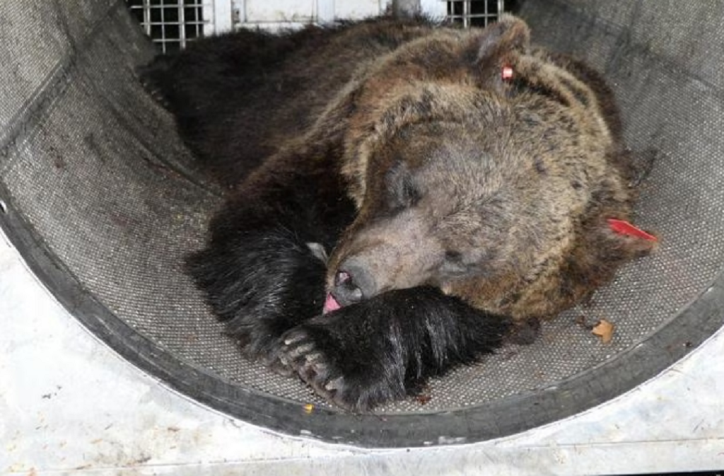 Andrea Papi, esposto del Codacons contro la Provincia e le associazioni animaliste