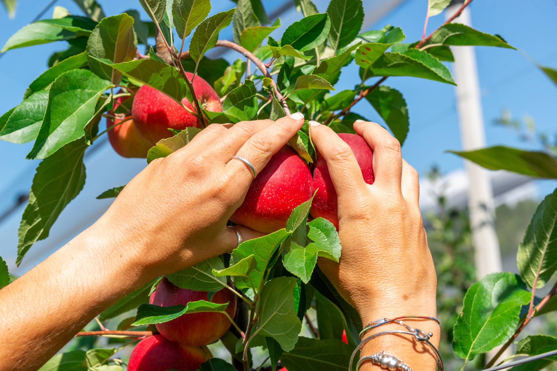 Inizia la raccolta delle mele