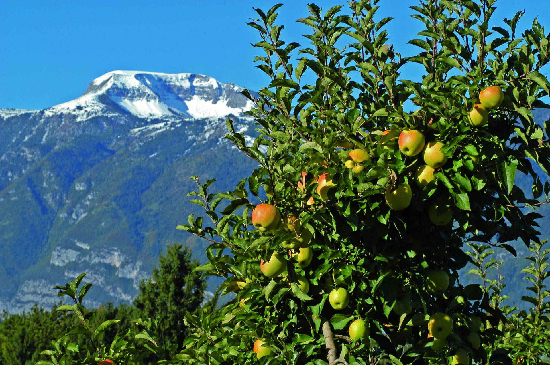 Frutteti, 1,6 milioni per i rinnovi varietali del melo