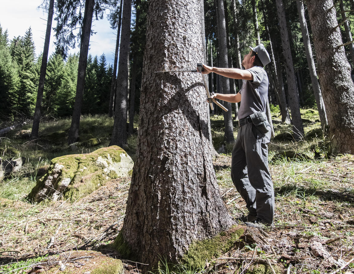 Bostrico: dal 2020 assegnati 1,26 milioni di metri cubi di legname