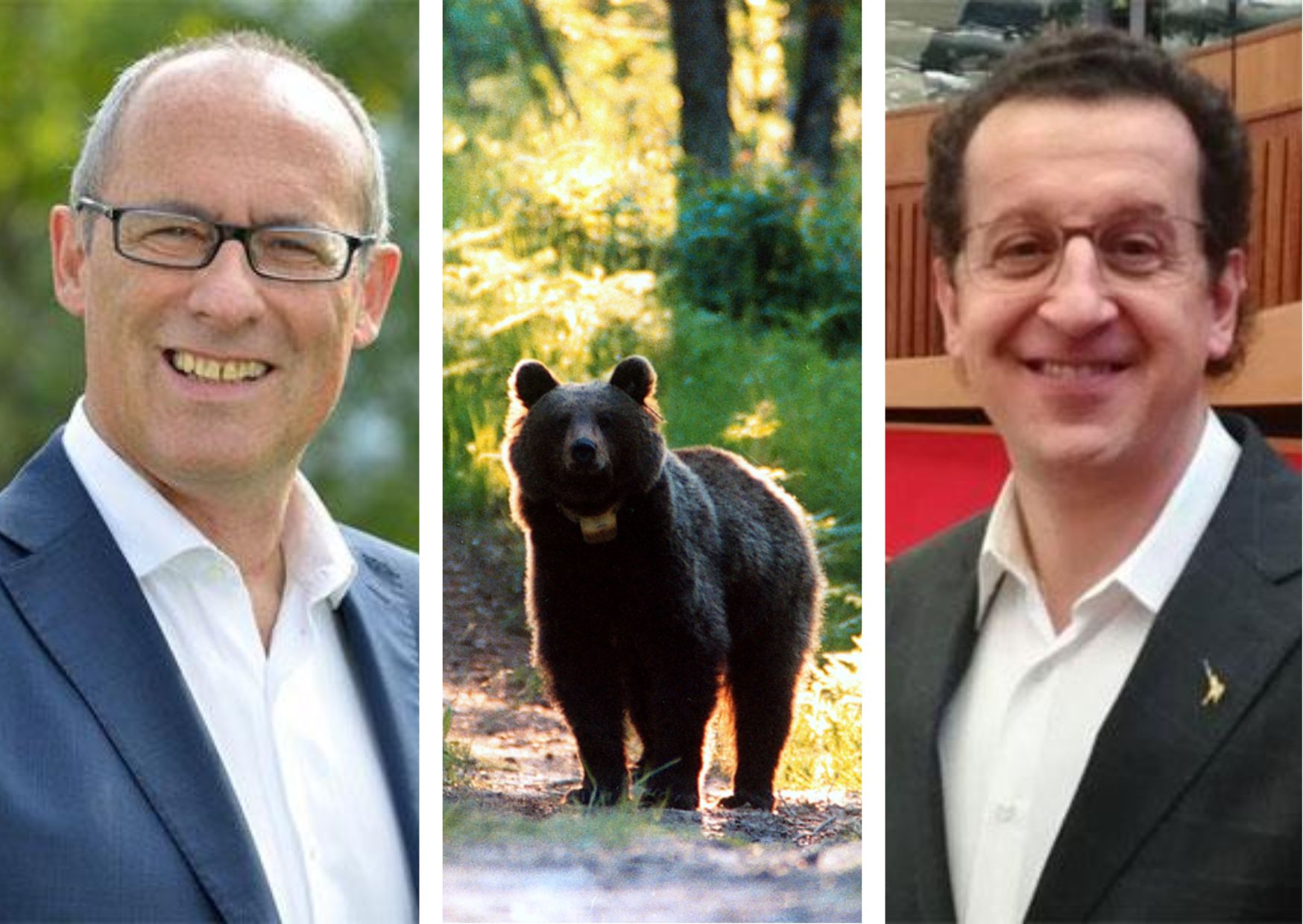 Pi&ugrave; forestali per gli orsi