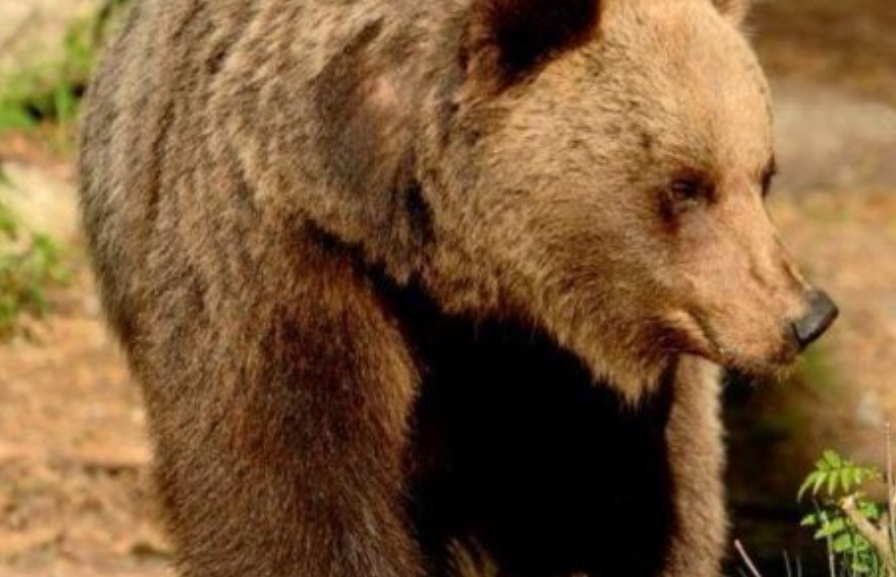 Sospesa l'ordinanza di abbattimento per MJ5