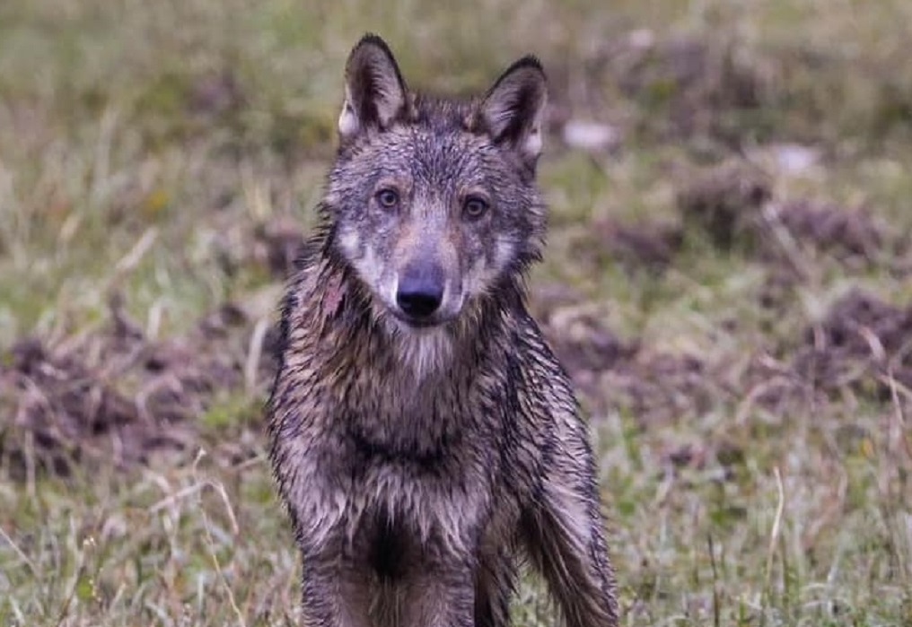 Caccia al lupo: la commissione europea dice no"¯ 